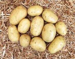 potatoes in the kitchen photo