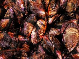 textura de mejillones en el cocina foto