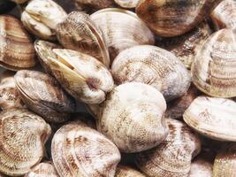 Clam texture in the kitchen photo