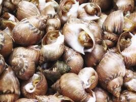 Sea snails outdoor photo