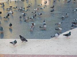 palomas al aire libre en el cuadrado foto