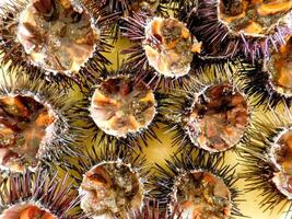 Sea urchins outdoor photo