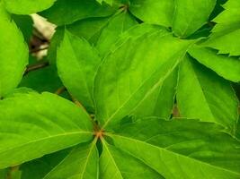 Plant in the garden photo