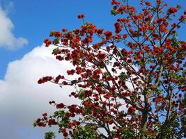 Tree in the garden photo