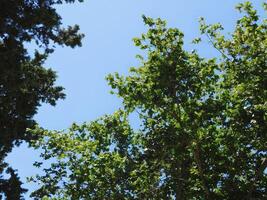 Trees in the garden photo