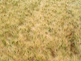 Wheat field outdoor photo