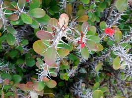 Thorny plants outdoor photo