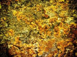 Texture Of Yellow Stone In The Garden photo