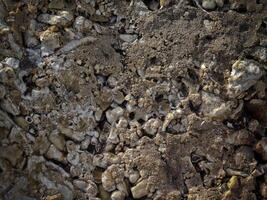 Dark Stone Texture In The Garden photo