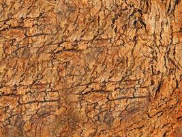 Red Wood Texture photo