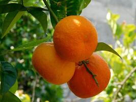 naranja árbol al aire libre foto