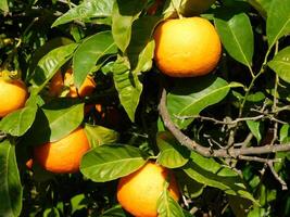 naranja árbol al aire libre foto