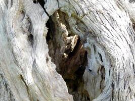 textura de tronco de árbol foto