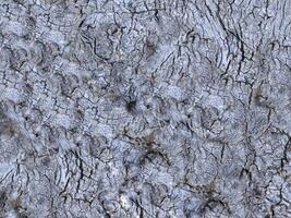 textura de tronco de árbol al aire libre foto