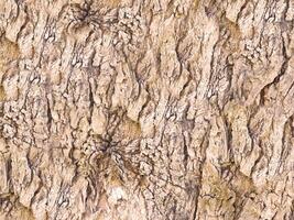 textura de tronco de árbol foto