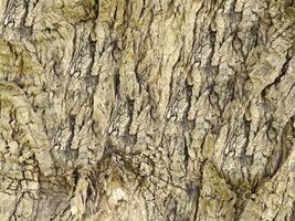 outdoor tree trunk texture photo