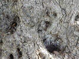 tree trunk texture photo