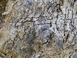 textura de tronco de árbol foto