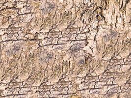 textura de tronco de árbol foto