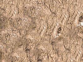 Tree trunk texture outdoor photo