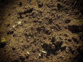 Dark Earth Texture In The Garden photo