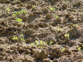 Land in the garden photo