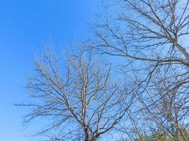 Dry Tree Outdoors In The Garden photo