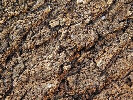 dry ground texture outdoors photo