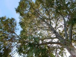 Trees in the garden photo