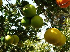 naranja árbol al aire libre foto