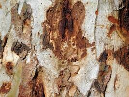 textura de tronco de árbol foto