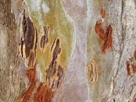 textura de tronco de árbol foto