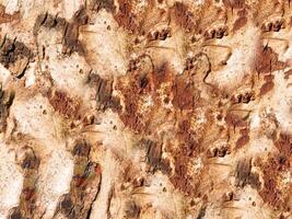 textura de tronco de árbol foto