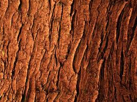 Dark Brown Wood Texture photo