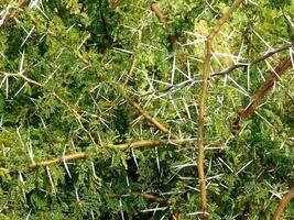 Thorny plants in the garden photo