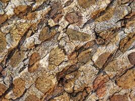 outdoor stone texture photo