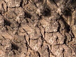 outdoor tree trunk texture photo