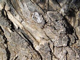tree trunk texture photo