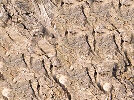 textura de tronco de árbol foto