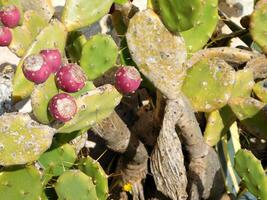 Thorny plants outdoor photo