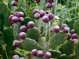 Thorny plants outdoor photo