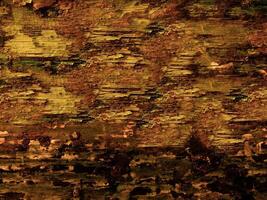 Dark Brown Wood Texture photo