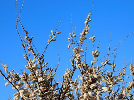 Tree in the garden photo