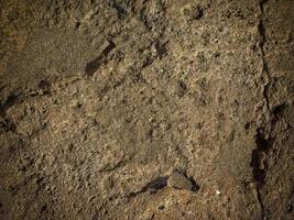 Dark Stone Texture In The Garden photo