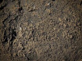 Dark Stone Texture In The Garden photo