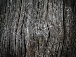 Dark Wood Texture In The Garden photo