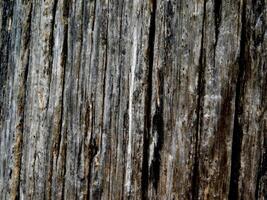 Dark Wood Texture photo