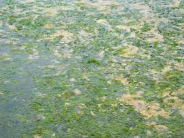 Seaweed texture outdoor photo