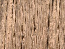 outdoor wood texture photo