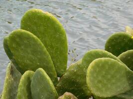 Thorny plants outdoor photo